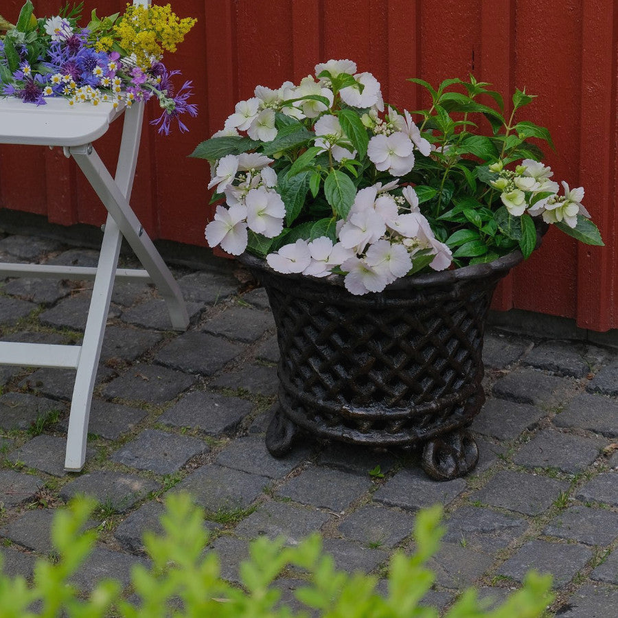 Qvesarum trädgårdskampanj