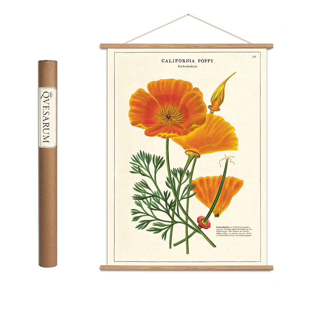 Vintage poster kit ’California Poppy’