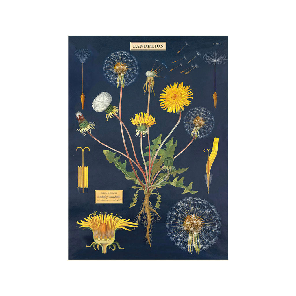 Vintage plakatsæt Mælkebøtte 'Mælkebøtte'