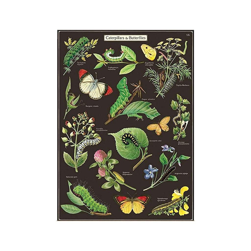 Vintage plakatsæt 'Caterpillars & Butterflies'