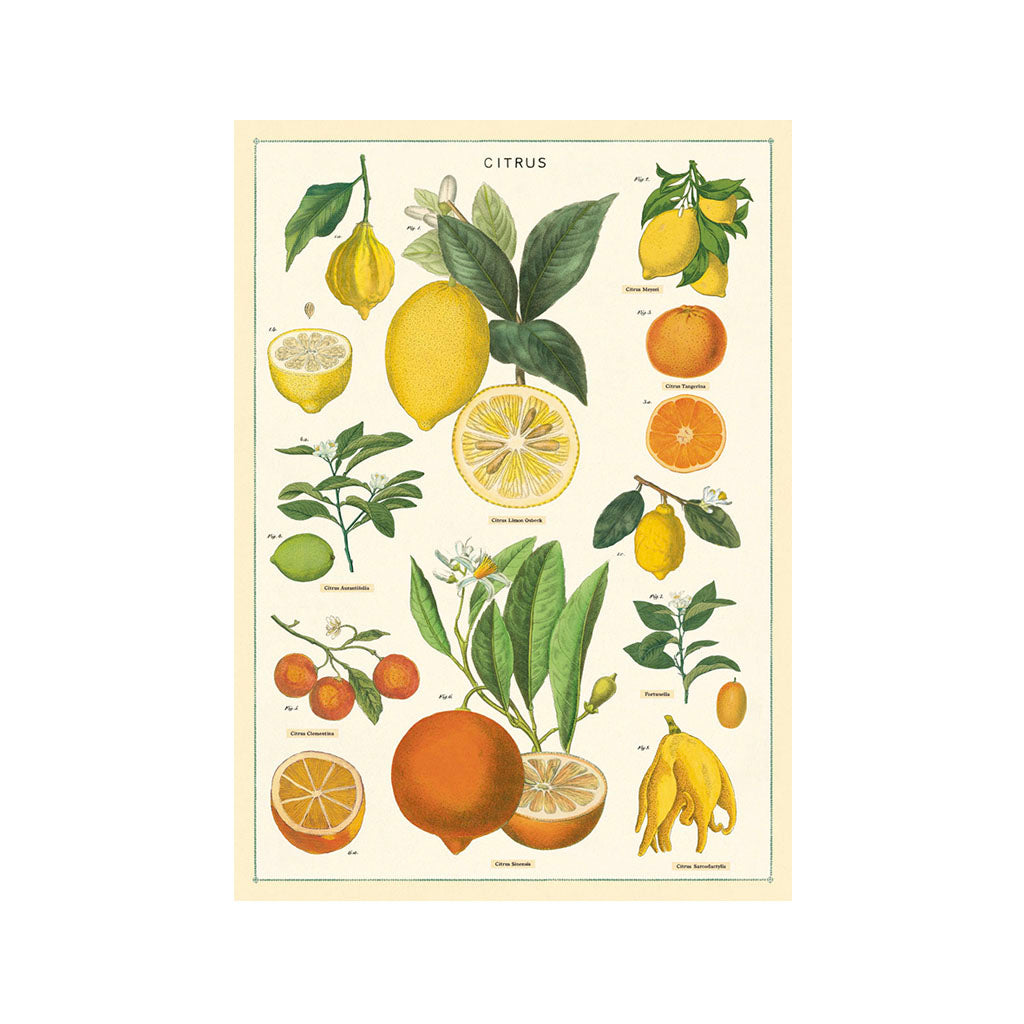 Vintage plakatsæt 'Citrus'