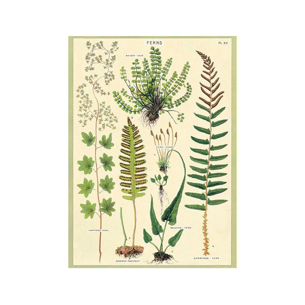 Vintage poster 'Fernleaf'