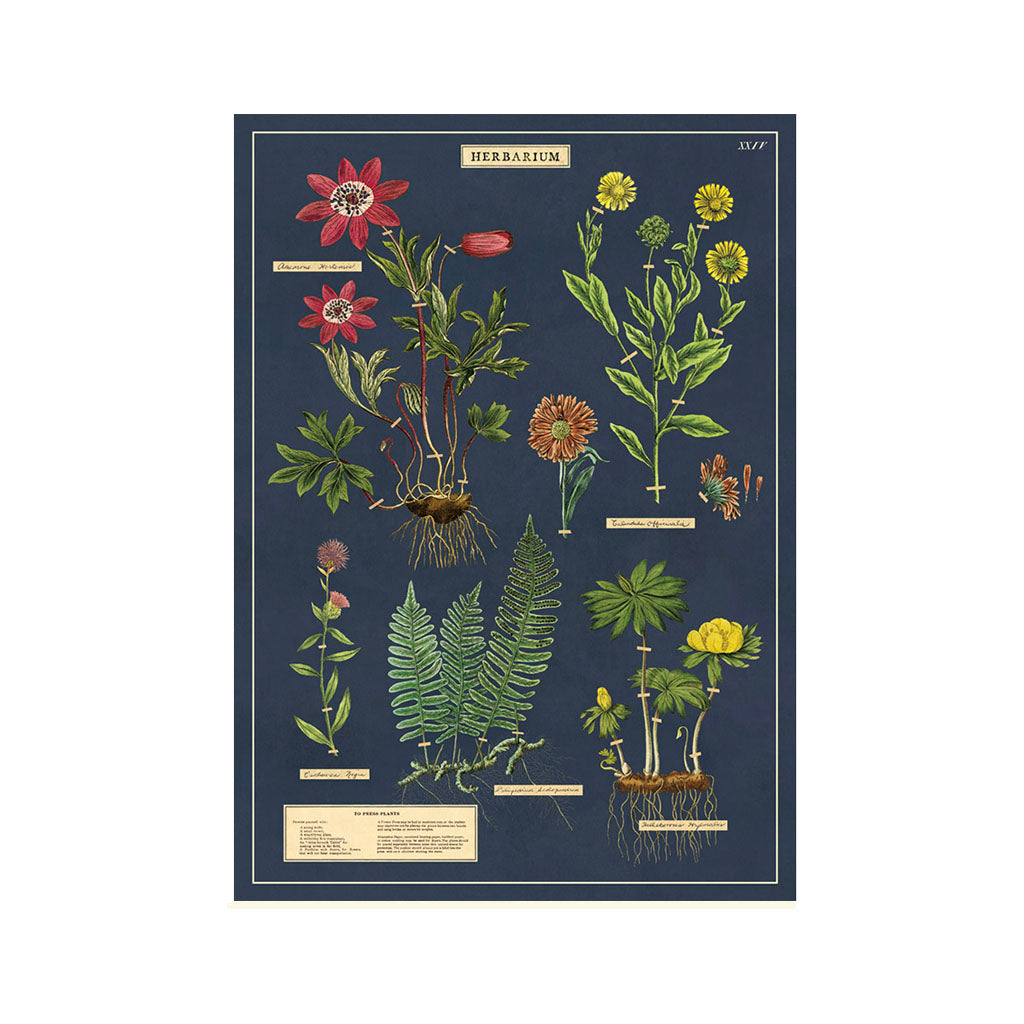Vintage plakatsæt 'Herbarium'