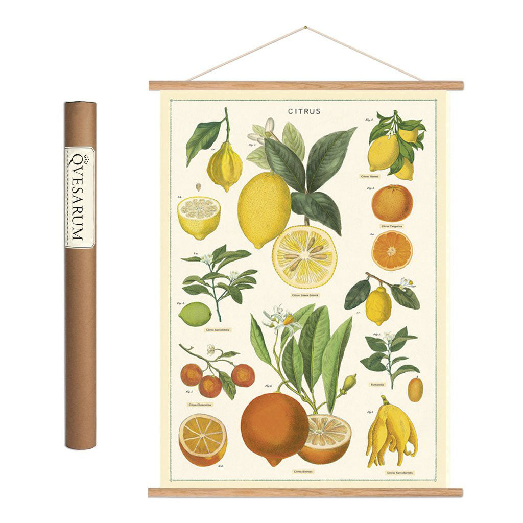 Vintage poster kit 'Citrus'