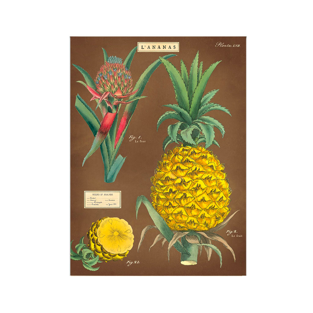 Vintage plakatsæt 'Ananas'