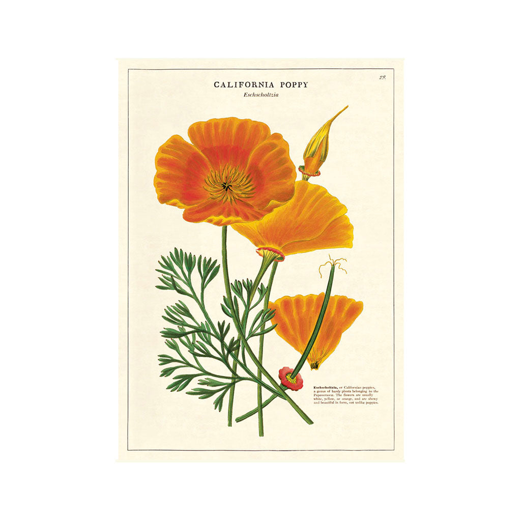 Vintage plakatsæt 'California Poppy'