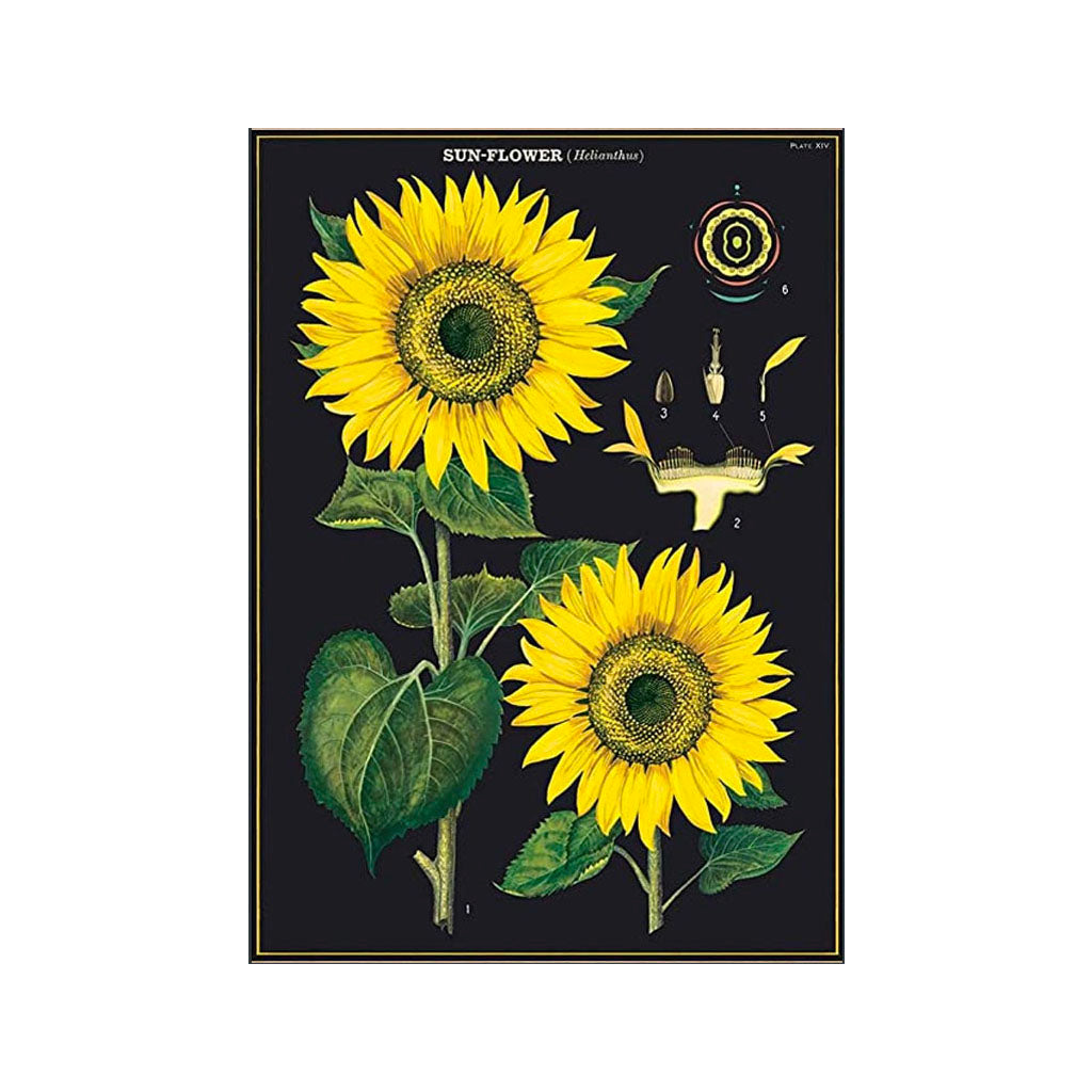 Vintage plakatsæt 'Solsikke'