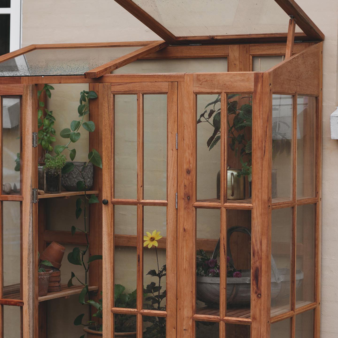 Väggväxthus oljad mahogny