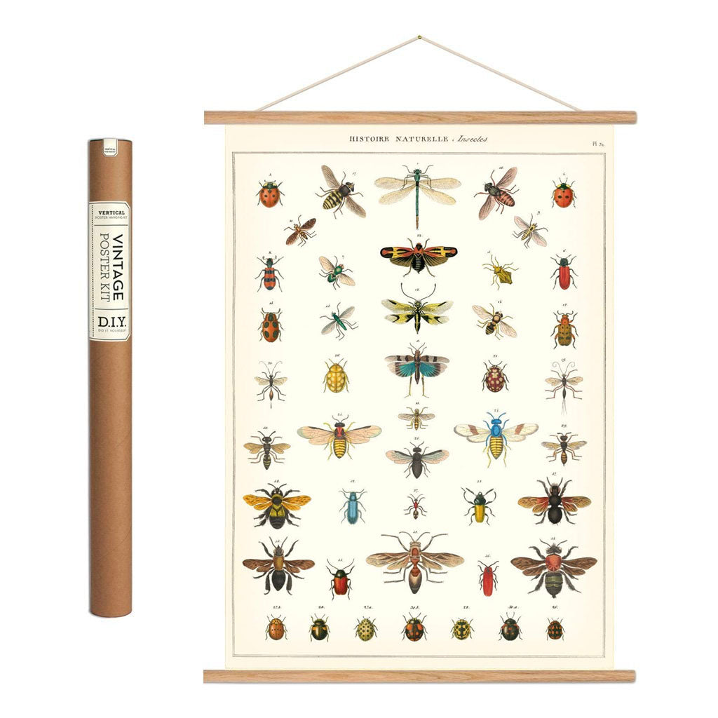 Vintage plakatkit insekter 'Insects'