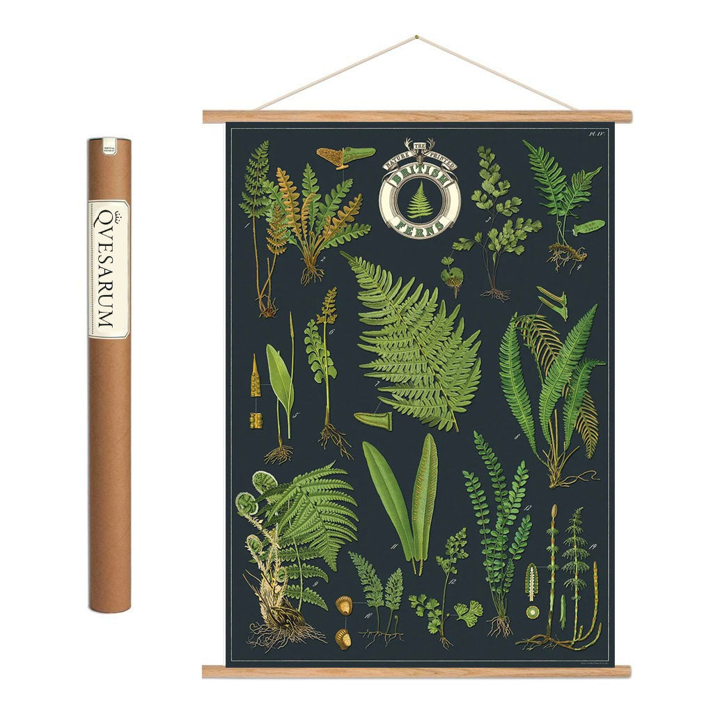 Vintage poster kit 'British Ferns'